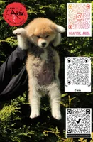 Champ 10, a male Akita for sale in Baltimore, MD – 2 of 5