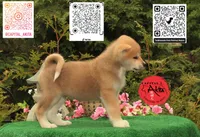 Cheeto 6, a male Akita for sale in Baltimore, MD – 4 of 10