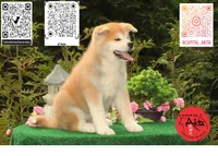 cheeto 1, a female Japanese Akita for sale in Baltimore, MD – 4 of 10