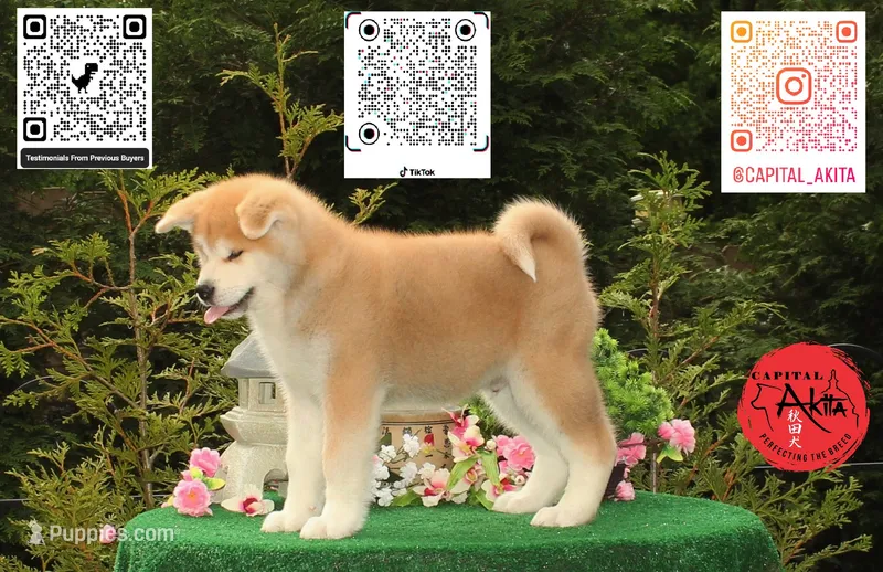 Cheeto 3 – Japanese Akita puppy for sale in Baltimore, MD