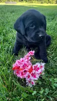 Aster, a female Labrador Retriever for sale in Bloomfield, IA – 4 of 4