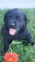 Black Eyed Susan, a female Labrador Retriever for sale in Bloomfield, IA – 3 of 3