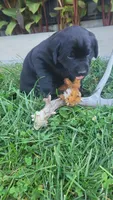 Aster, a female Labrador Retriever for sale in Bloomfield, IA – 2 of 4
