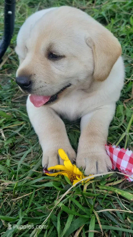 Sunflower – Labrador Retriever puppy for sale in Bloomfield, IA
