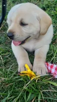 Sunflower, a female Labrador Retriever for sale in Bloomfield, IA – 1 of 2