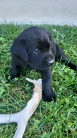 Aster, a female Labrador Retriever for sale in Bloomfield, IA – 3 of 4
