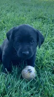 Black Eyed Susan, a female Labrador Retriever for sale in Bloomfield, IA – 2 of 3