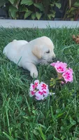 Daisy, a female Labrador Retriever for sale in Bloomfield, IA – 2 of 2