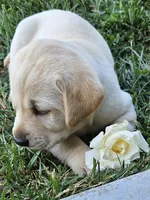 Sunflower, a female Labrador Retriever for sale in Bloomfield, IA – 2 of 2