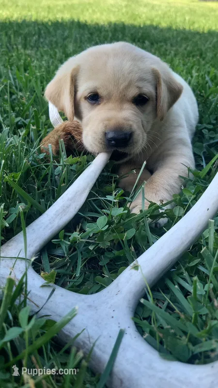 Tiger – Labrador Retriever puppy for sale in Bloomfield, IA