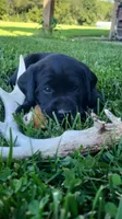 Aster, a female Labrador Retriever for sale in Bloomfield, IA – 1 of 4