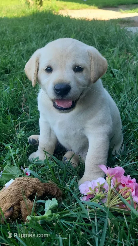 Daisy – Labrador Retriever puppy for sale in Bloomfield, IA