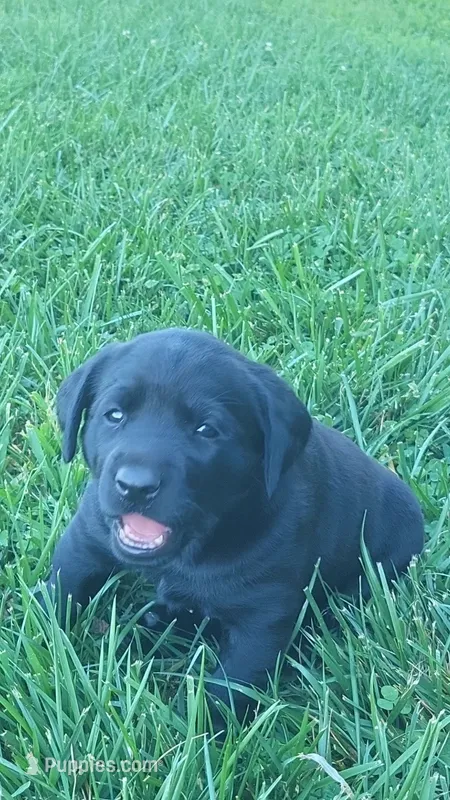 Black Eyed Susan – Labrador Retriever puppy for sale in Bloomfield, IA