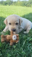 Tiger, a male Labrador Retriever for sale in Bloomfield, IA – 2 of 2