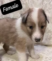 AKC Registered, a male Shetland Sheepdog for sale in Ariton, AL – 4 of 7