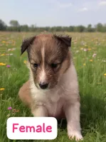 AKC Registered, a male Shetland Sheepdog for sale in Ariton, AL – 7 of 7