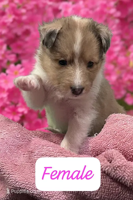 AKC Registered – Shetland Sheepdog puppy for sale in Ariton, AL