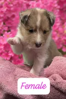 AKC Registered, a male Shetland Sheepdog for sale in Ariton, AL – 1 of 7