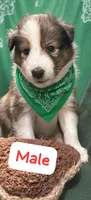 AKC Registered, a male Shetland Sheepdog for sale in Ariton, AL – 6 of 7