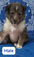 AKC Registered, a male Shetland Sheepdog for sale in Ariton, AL – 5 of 7