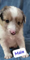 AKC Registered, a male Shetland Sheepdog for sale in Ariton, AL – 2 of 7