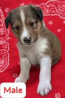 AKC Registered, a male Shetland Sheepdog for sale in Ariton, AL – 3 of 7