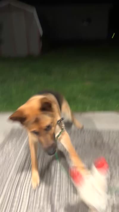 Gunner, a male German Shepherd Dog for sale in Saint Peter, MN – 2 of 2