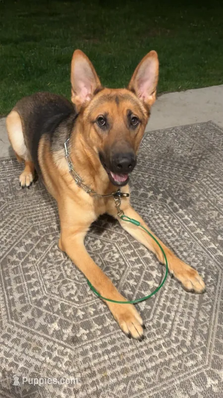 Gunner – German Shepherd Dog puppy for sale in Saint Peter, MN
