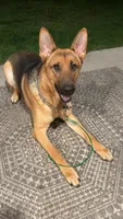Gunner, a male German Shepherd Dog for sale in Saint Peter, MN – 1 of 2