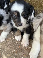 Conway , a male Australian Shepherd for sale in Jefferson City, MO – 2 of 2