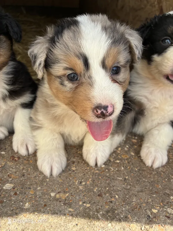Merle – Australian Shepherd puppy for sale in Jefferson City, MO