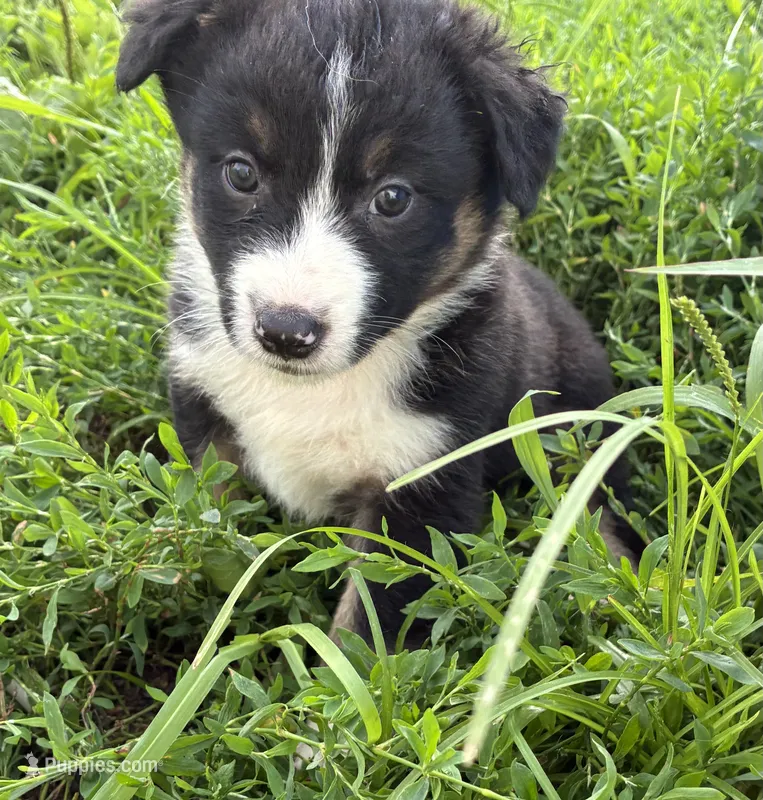 Willie – Australian Shepherd puppy for sale in Jefferson City, MO