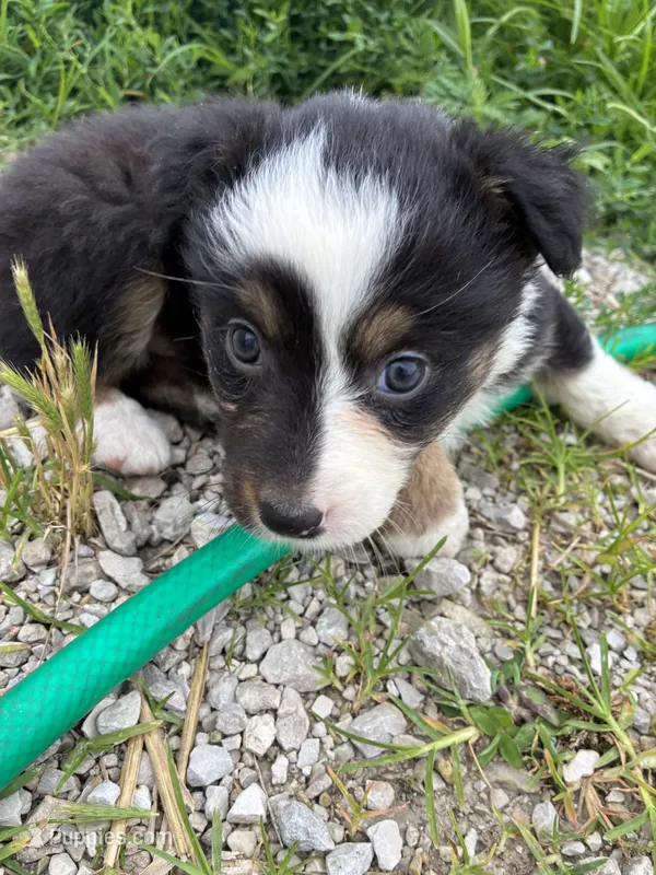 Conway  – Australian Shepherd puppy for sale in Jefferson City, MO
