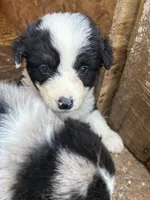 Hank, a male Australian Shepherd for sale in Jefferson City, MO – 3 of 3