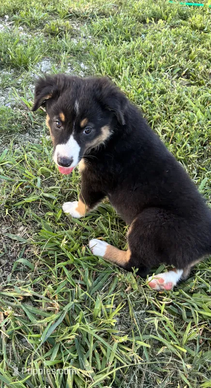 Willie – Australian Shepherd puppy for sale in Jefferson City, MO