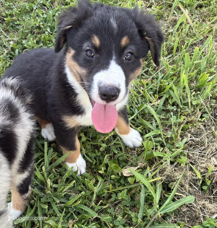 Willie – Australian Shepherd puppy for sale in Jefferson City, MO