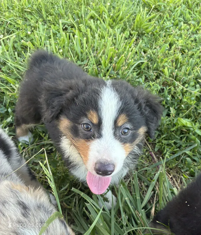 Pancho – Australian Shepherd puppy for sale in Jefferson City, MO