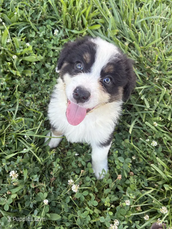 Hank – Australian Shepherd puppy for sale in Jefferson City, MO