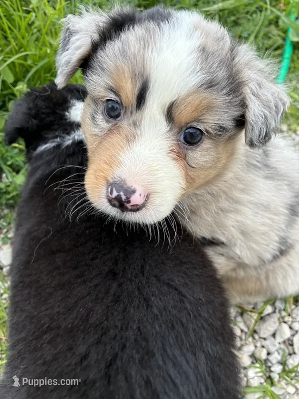 Merle – Australian Shepherd puppy for sale in Jefferson City, MO
