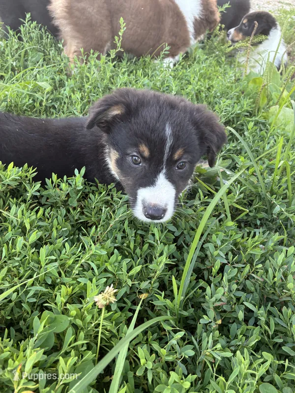 Willie – Australian Shepherd puppy for sale in Jefferson City, MO