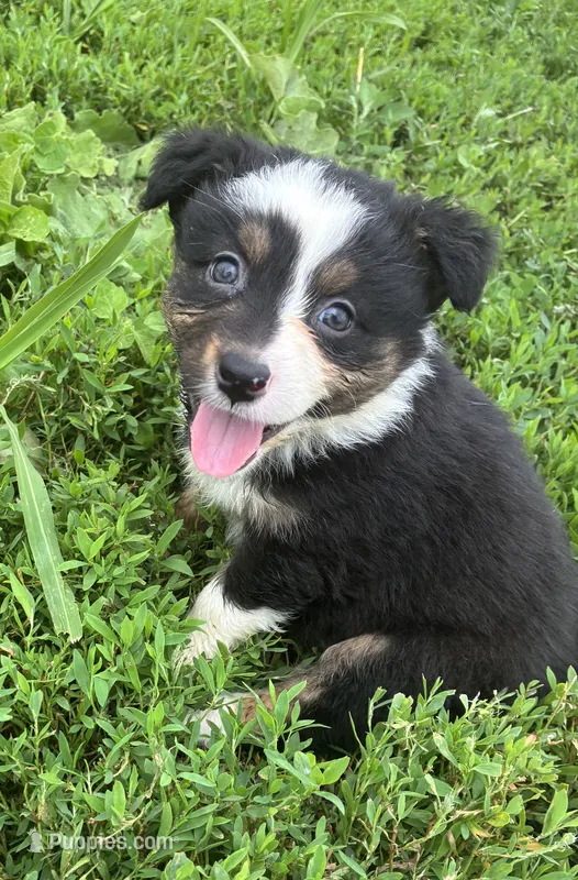 Conway  – Australian Shepherd puppy for sale in Jefferson City, MO