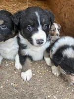 Willie, a male Australian Shepherd for sale in Jefferson City, MO – 2 of 2