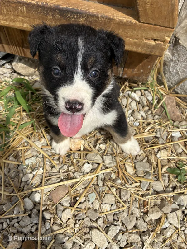 Willie – Australian Shepherd puppy for sale in Jefferson City, MO