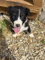 Willie, a male Australian Shepherd for sale in Jefferson City, MO – 1 of 2