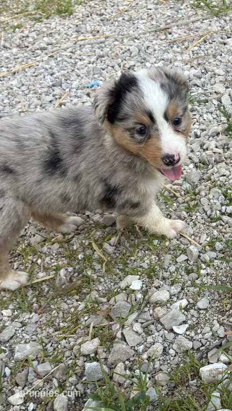 Merle – Australian Shepherd puppy for sale in Jefferson City, MO