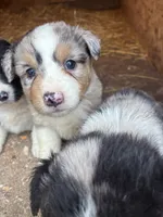 Merle, a male Australian Shepherd for sale in Jefferson City, MO – 1 of 2