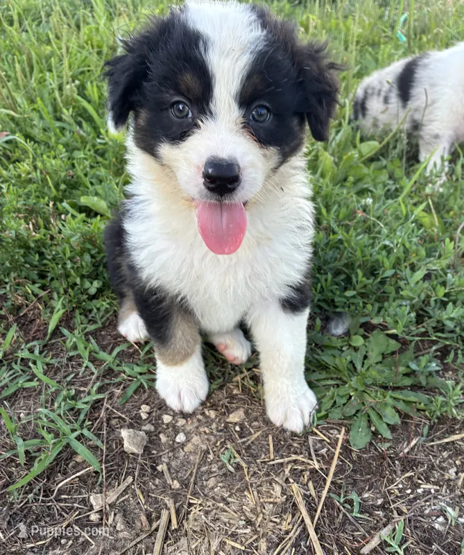 Hank – Australian Shepherd puppy for sale in Jefferson City, MO