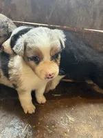 Betty , a female Australian Shepherd for sale in Jefferson City, MO – 1 of 2