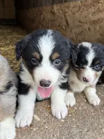 Pancho, a male Australian Shepherd for sale in Jefferson City, MO – 3 of 3
