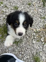 Pancho, a male Australian Shepherd for sale in Jefferson City, MO – 2 of 3